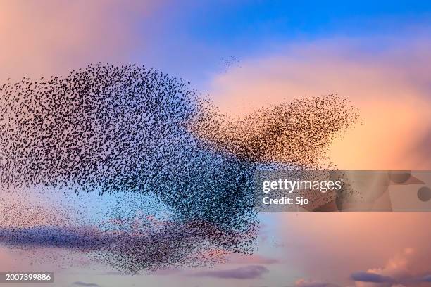 starling cloud in the shape of an eagle during sunset - animal migration stock pictures, royalty-free photos & images