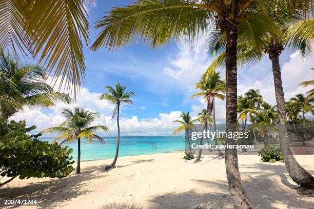 coconut palm beach in isla catalina, republica dominicana - caribbean sea stock pictures, royalty-free photos & images