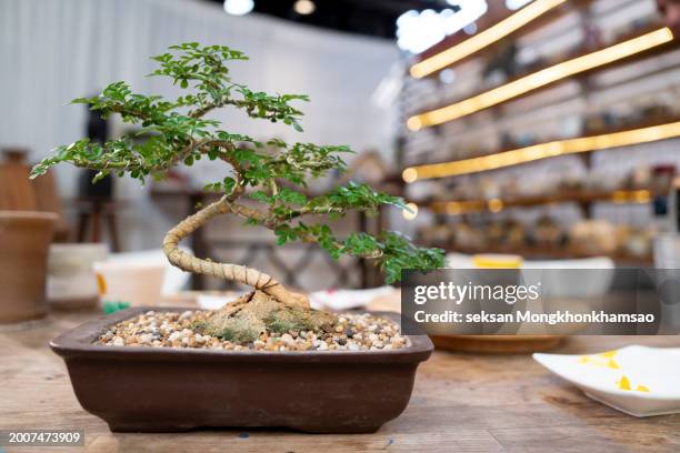 bonsai pine tree in pot - bonsai tree stock pictures, royalty-free photos & images