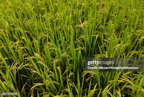715 Hanging Rice Stock Photos, High-Res Pictures, and Images - Getty Images