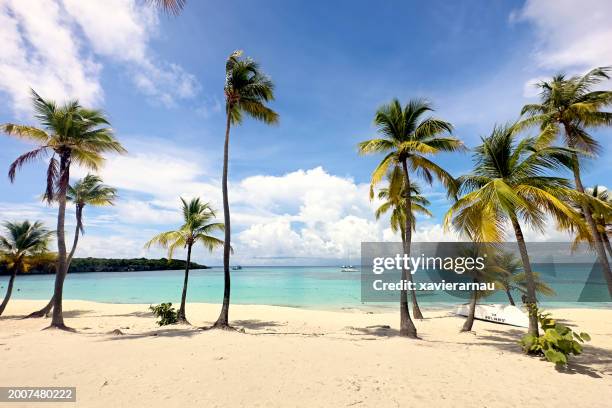 spiaggia idilliaca a isla catalina, republica dominicana - catalina island foto e immagini stock