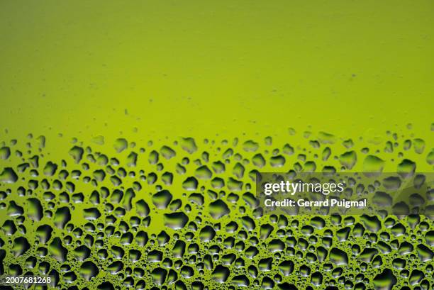 water drops on green background - gerard puigmal stock pictures, royalty-free photos & images
