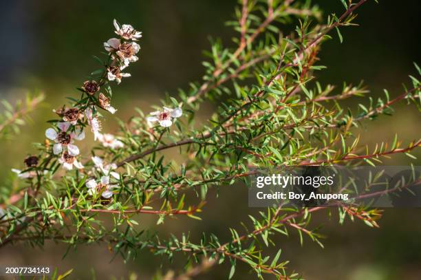 manuka tree with cute flowers blooming. manuka flowers provide the nectar that makes manuka honey. - manuka honey stock pictures, royalty-free photos & images