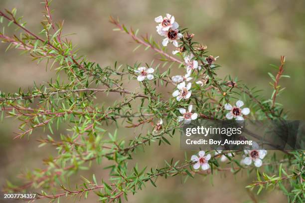 manuka tree with cute flowers blooming. manuka flowers provide the nectar that makes manuka honey. - manuka honey stock pictures, royalty-free photos & images