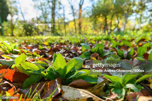 close-up of plants growing on field - rudbeckia triloba stock pictures, royalty-free photos & images