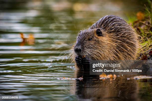 close-up of beaver swimming in lake - biber stock-fotos und bilder