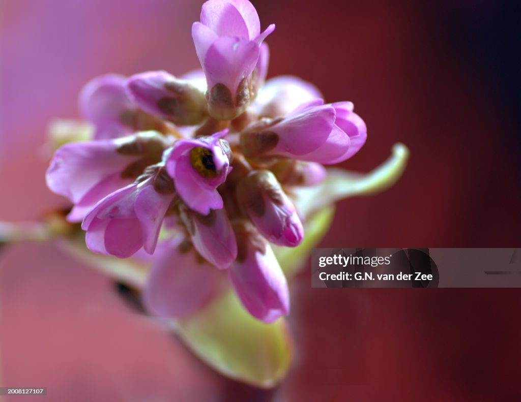 Bergenia cordifolia
