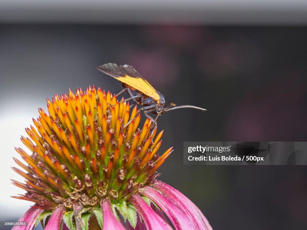 Cool Pollinating Insects Closeup Of Insect Pollinating On Flower High-Res Stock Photo - Getty Images