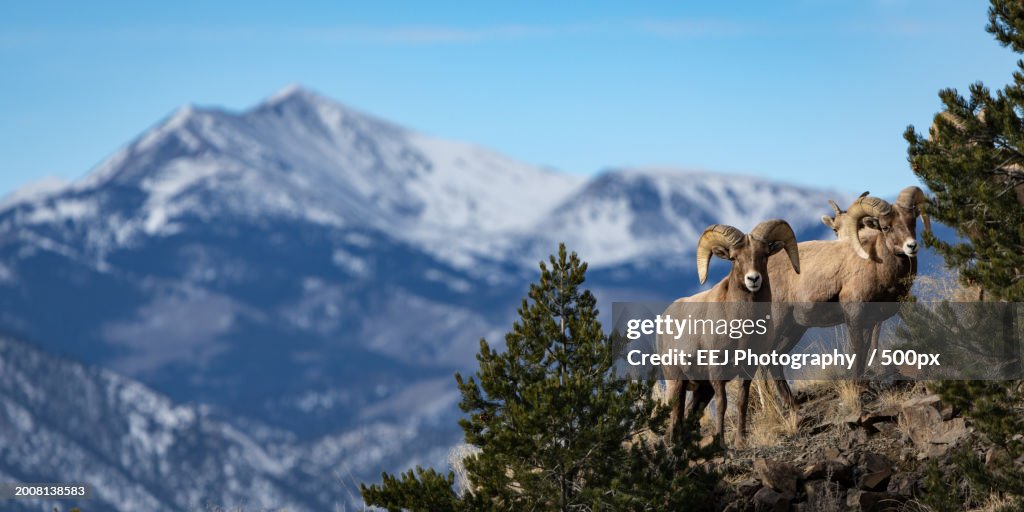Low angle view of merino sheep standing against mountains,Salida,Colorado,United States,USA