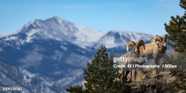 low angle view of merino sheep standing against mountains,salida,colorado,united states,usa - american bighorn sheep stock pictures, royalty-free photos & images