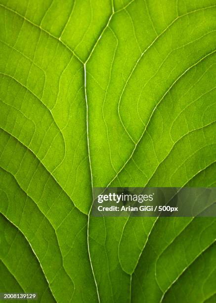 full frame shot of green leaf - arian stock pictures, royalty-free photos & images