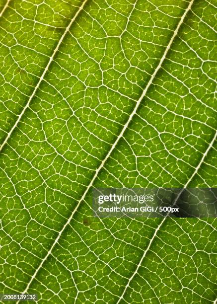full frame shot of leaf - arian stock pictures, royalty-free photos & images
