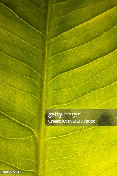 full frame shot of green leaf - arian stock pictures, royalty-free photos & images