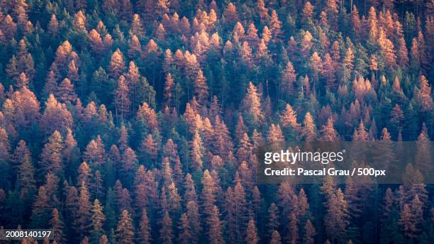 full frame shot of pine trees in forest - background grau stock pictures, royalty-free photos & images