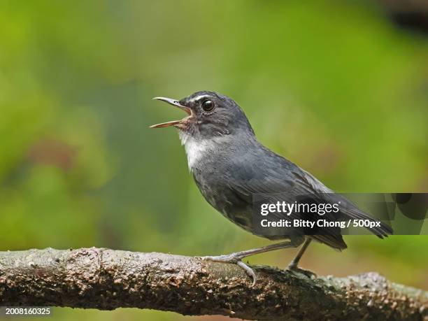 close-up of songflycatcher perching on branch - songbird stock pictures, royalty-free photos & images