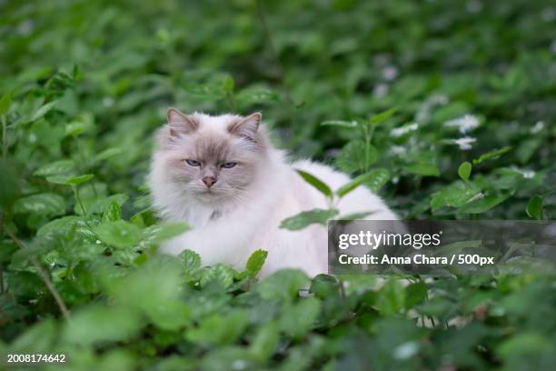 portrait of cat on grass - sibirisk katt bildbanksfoton och bilder