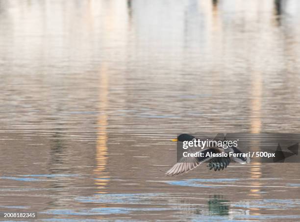 close-up of duck perching on lake,bottonasco,cuneo,italy - flyingconi stock pictures, royalty-free photos & images