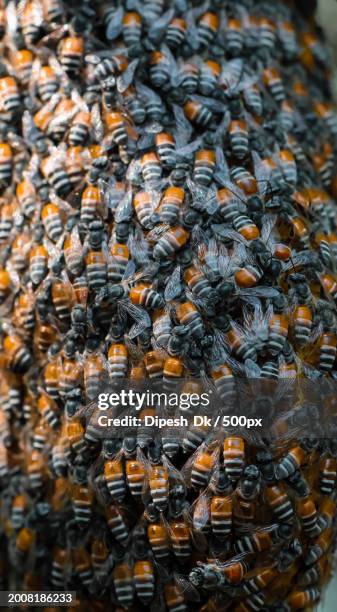 full frame shot of honey bees - worker bee stock pictures, royalty-free photos & images