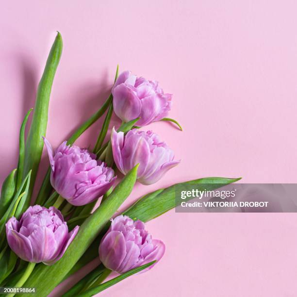 lilac tulips on a pink background, happy mother's day, holiday and birthday gift. spring concept. top view. - the gift photo exhibit stock pictures, royalty-free photos & images