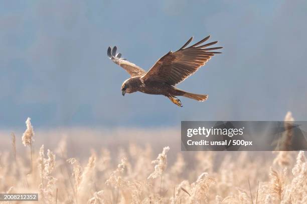 close-up of eagle flying over field - eurasian buzzard stock pictures, royalty-free photos & images