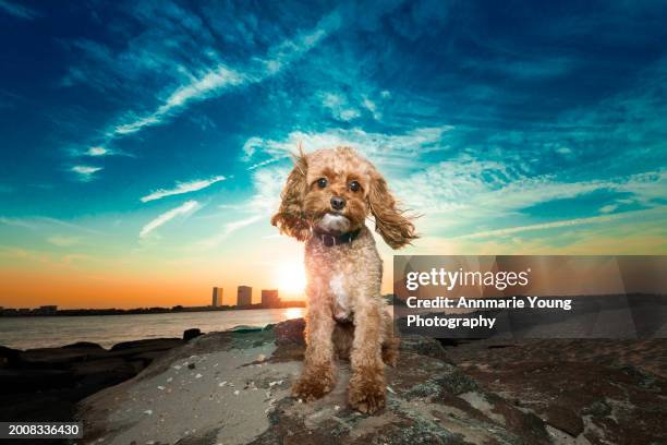 cockapoo dog on the beach at sunset - cockapoo stock pictures, royalty-free photos & images