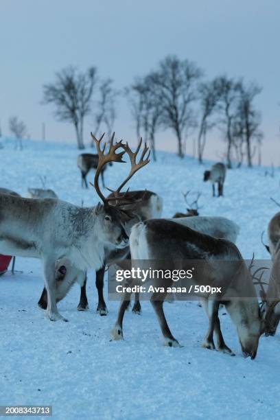 two deer walking on snow,norway - ava stock pictures, royalty-free photos & images