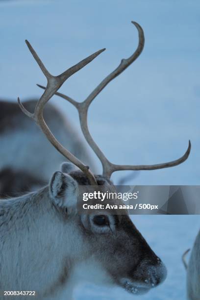 close-up of deer standing on snow covered field,norway - ava stock pictures, royalty-free photos & images