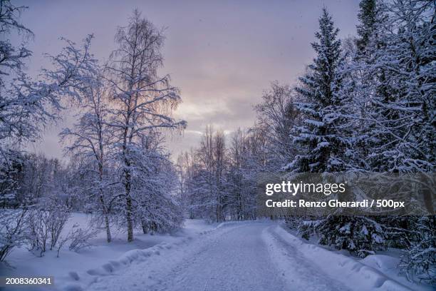 trees on snow covered field against sky - renzo gherardi foto e immagini stock