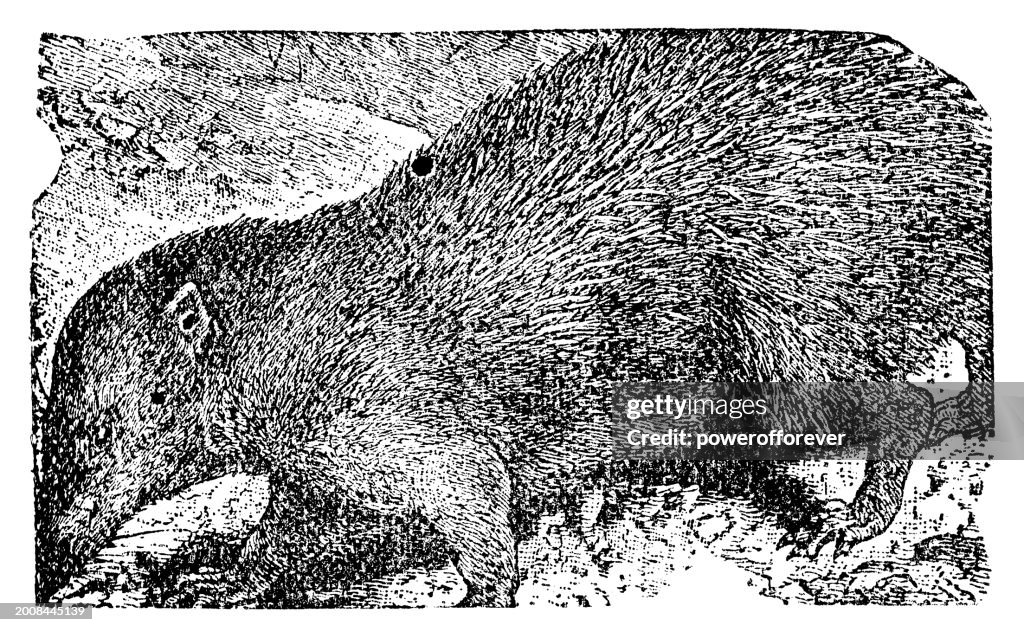 Tailless Tenrec (Tenrec Ecaudatus) - 19th Century