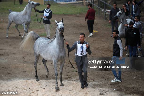 Handler leads a horse during the second Sumer International Festival for Purebred Arabian Horse Beauty in Baghdad on February 16, 2024.