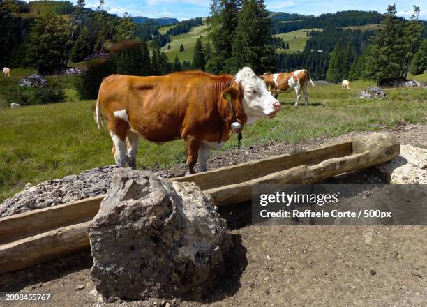 the cow on the mountain - raffaele corte stock pictures, royalty-free photos & images