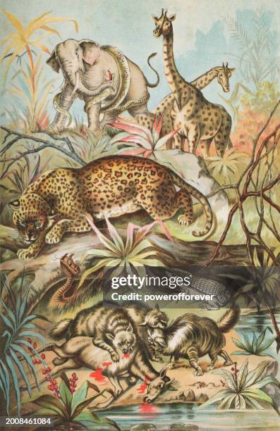 various different animals of the african savannah - 19th century - african python stock illustrations