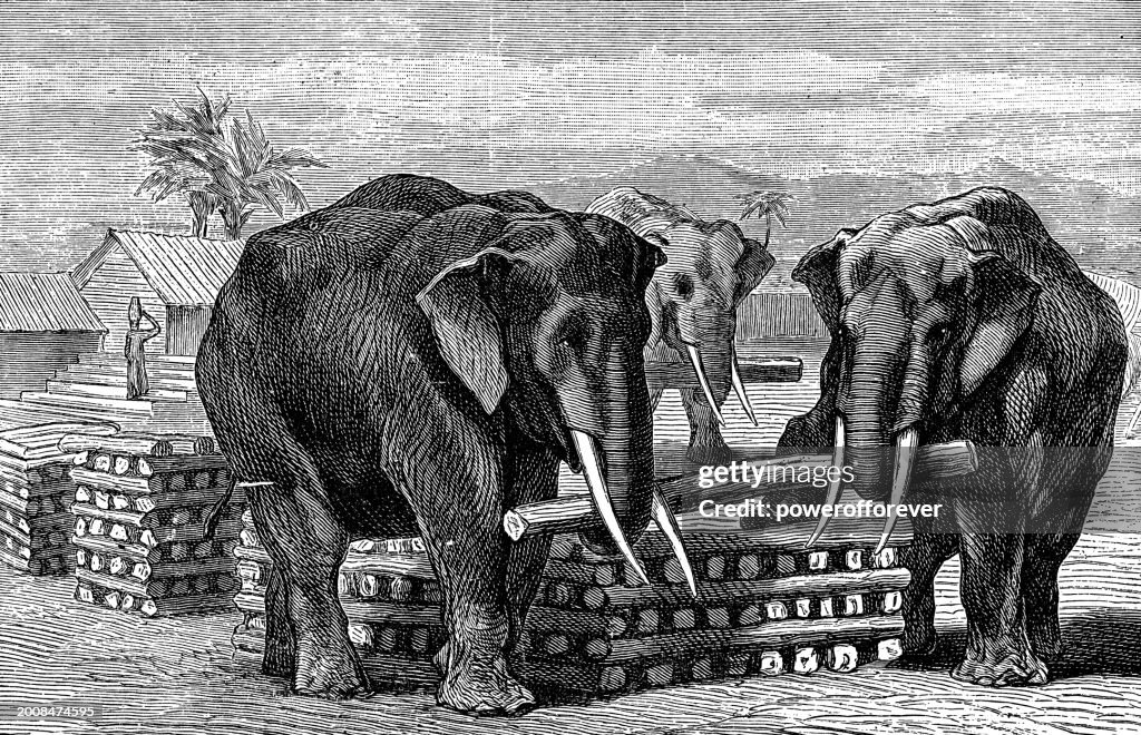 Indian Elephants (Elephas Maximus Indicus) Transporting Logs in Thailand - 19th Century