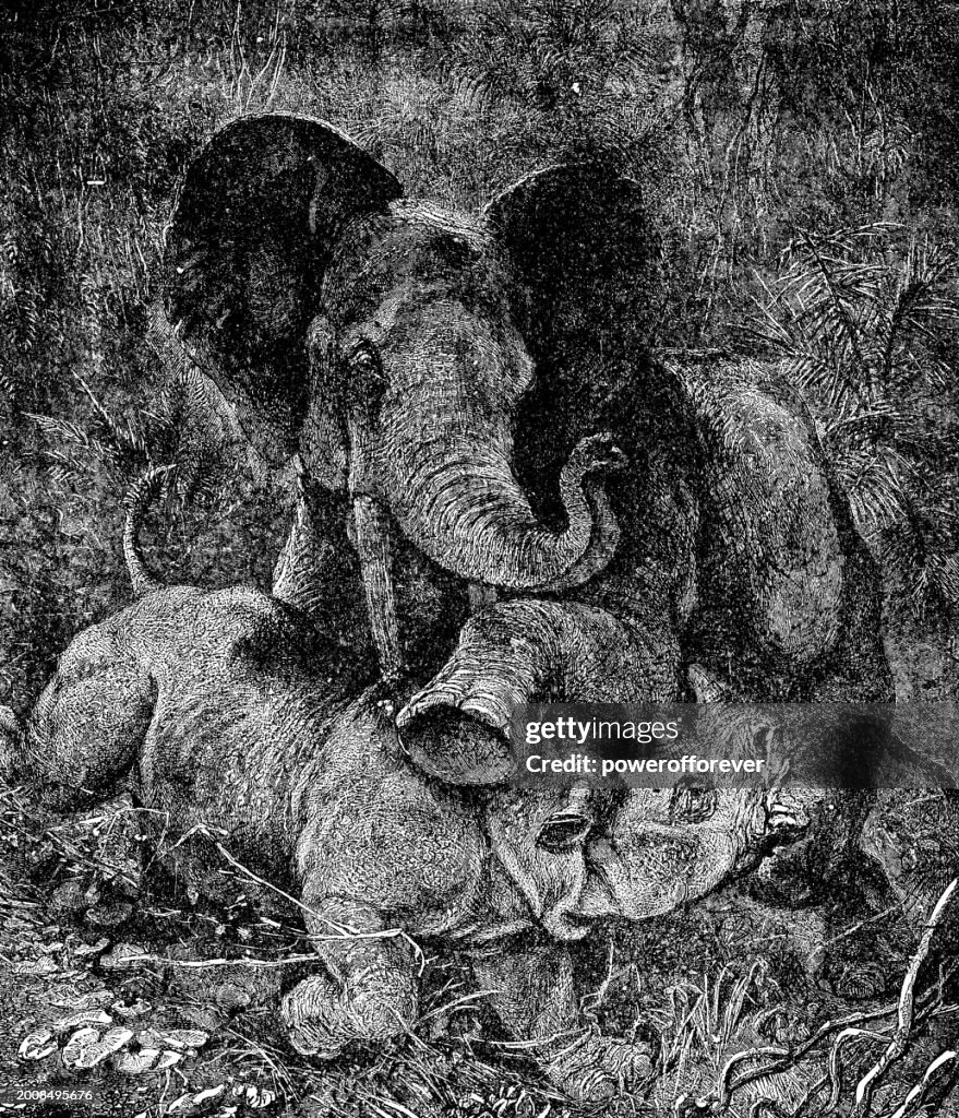 African Elephant (Loxodonta) Fighting a White Rhinoceros (Ceratotherium Simum) - 19th Century