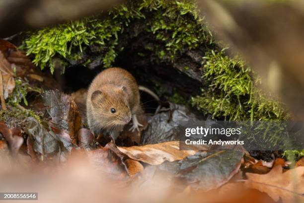 cute bank vole (clethrionomys glareolus) - hantavirus stock pictures, royalty-free photos & images