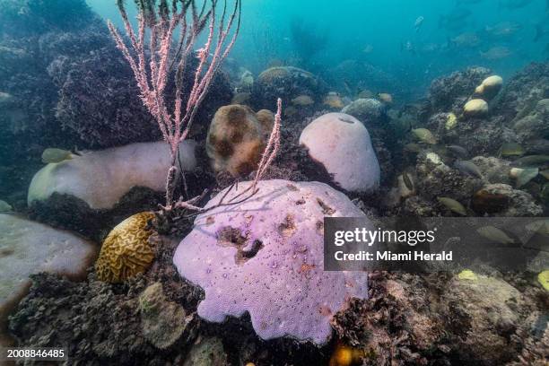 Cheeca Rocks Reef 432 Bleached Reef Stock Photos, High-Res Pictures, and Images - Getty ...