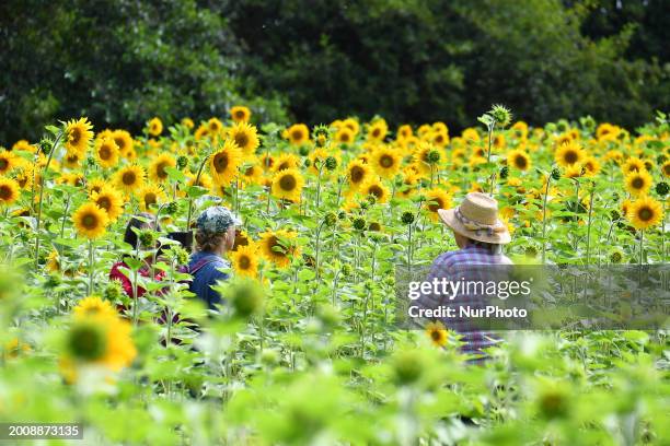 Visitors are taking pictures with sunflowers at the Christchurch Sunflower Field in Halswell, New Zealand, on February 17, 2024.