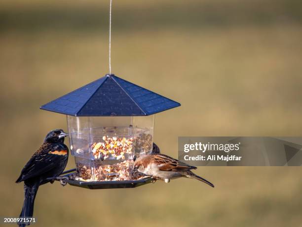 co-existence - vogelhaus stock-fotos und bilder