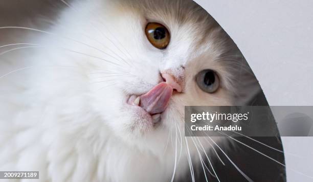 Turkish Angora cats, also known as the 'Ankara cat, are seen at Conservation Center as they under the threat of extinction on the World Cat Day in...