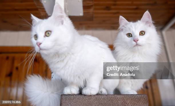 Turkish Angora cats, also known as the 'Ankara cat, are seen at Conservation Center as they under the threat of extinction on the World Cat Day in...