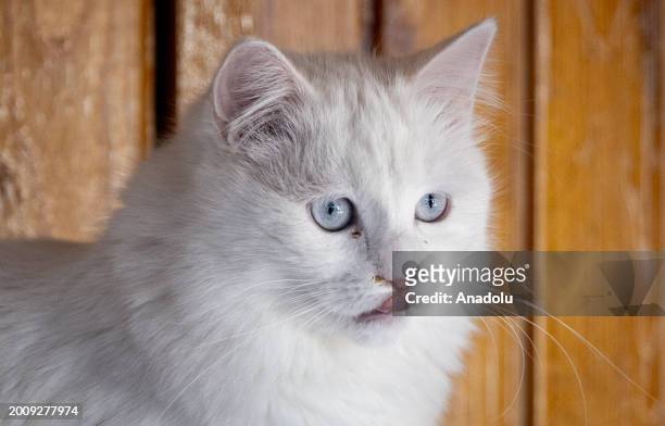 Turkish Angora cat, also known as the 'Ankara cat, is seen at Conservation Center as they under the threat of extinction on the World Cat Day in...