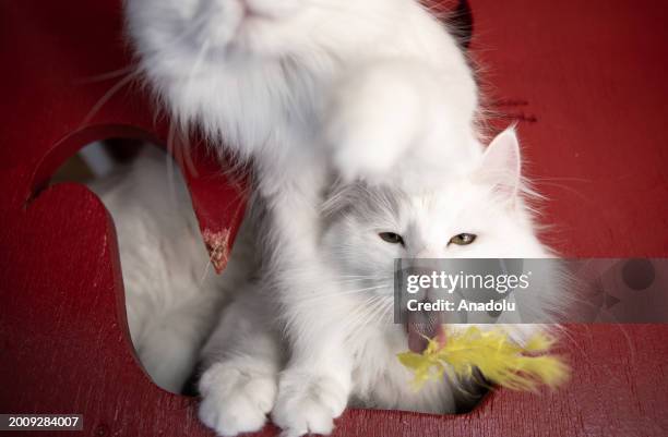 Turkish Angora cats, also known as the 'Ankara cat, play at Conservation Center as they under the threat of extinction on the World Cat Day in...