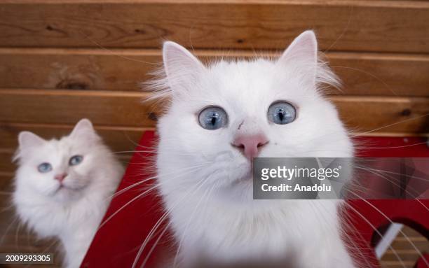 Turkish Angora cats, also known as the 'Ankara cat, play at Conservation Center as they under the threat of extinction on the World Cat Day in...