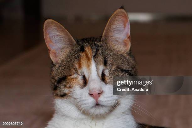 Year-old cat named 'Daisy', who lost both eyes due to the herpes virus, lives at a temporary home with the support of animal lovers in Ankara,...