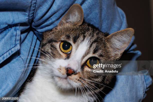 Month-old cat named 'Odin', who lost his right hind leg after getting stuck in a generator, lives at a temporary home with the support of animal...