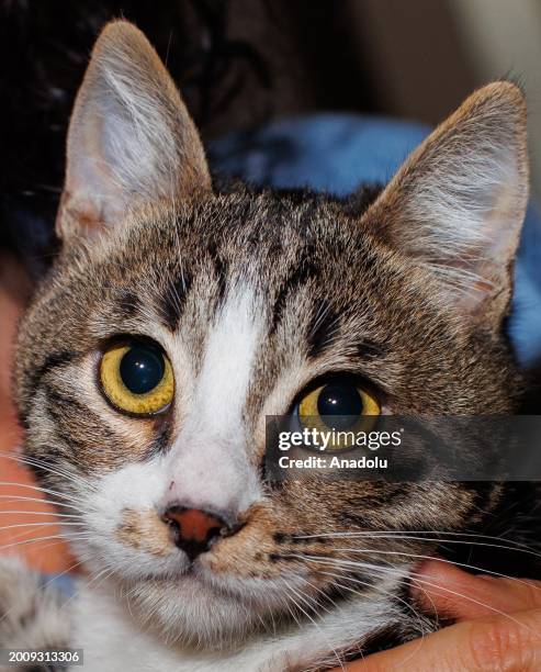 Month-old cat named 'Odin', who lost his right hind leg after getting stuck in a generator, lives at a temporary home with the support of animal...