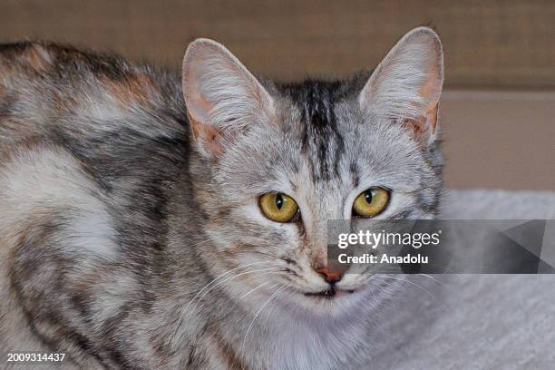 Cat named 'Inci', who lost her tail after being hit by a car, lives at a temporary home with the support of animal lovers in Ankara, Turkiye on...