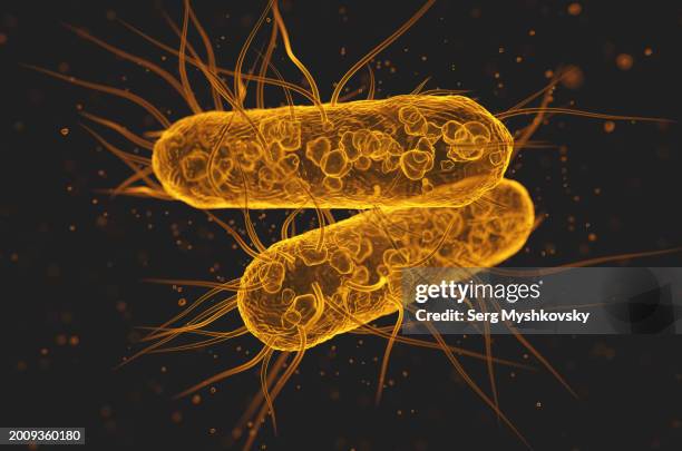 close-up of escherichia coli bacteria on a black background. - enterobacter aerogenes stock pictures, royalty-free photos & images