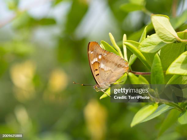 apatura ilia, the lesser purple emperor butterfly on green leaf in the garden - colorazione aposematica foto e immagini stock