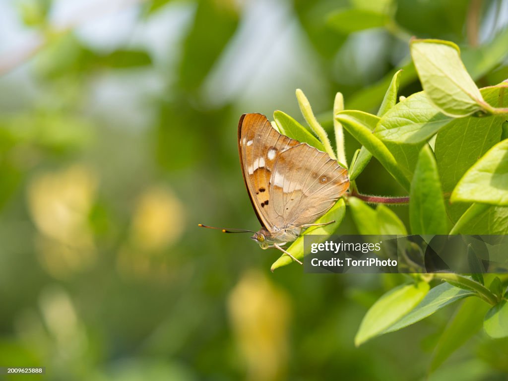 Apatura ilia, the lesser purple emperor butterfly on green leaf in the garden